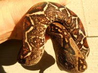Male_Albino_het_Leopard_boa_007-20120921-150035.jpg