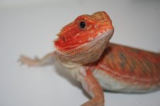 Ember.jpg