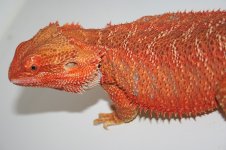 tristan4.jpg