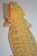 stardust3.jpg