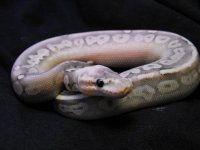 Sterling Lesser male.jpg