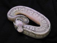 Sterling Lesser male 2.jpg