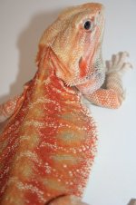 mushu.jpg