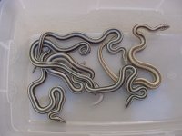 2005 Baby trivs 2.JPG