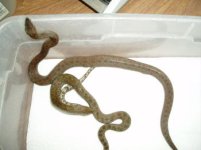 snakesfish 015.jpg