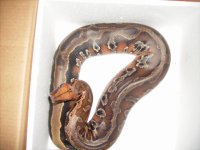 Snakes 133.jpg