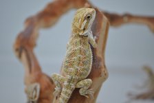 female3.jpg