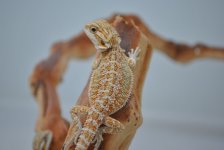 female6.jpg