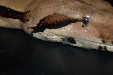 DSC_1034.jpg