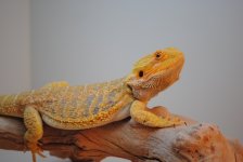 DSC_0089.jpg