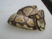 Picture 001.jpg
