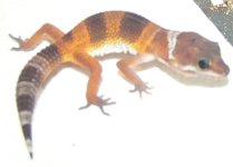 gex1.jpg