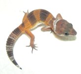 gex2.jpg