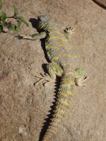 kingsnake 019.jpg