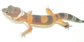 gex3.jpg