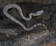 Boas 006.jpg
