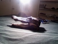 gator.jpg