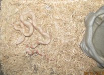 Male Albino RTB 001.jpg