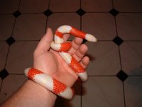 (M) Albino Nelsom 2.JPG