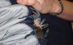 DSC00840.jpgcobaltblue2.jpg