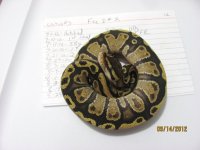 snakes for sale 002.jpg