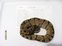 snakes for sale 007.jpg