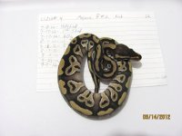 snakes for sale 019.jpg