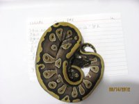 snakes for sale 018.jpg
