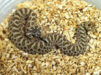 Het Axanthic Hognose.jpg