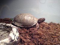 Turtle.jpg