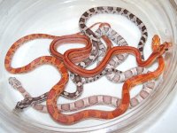 SASHatchlings-01.jpg