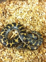 Kenyan Sand Boa.jpg