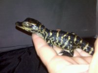 2012 Baby Alligator.jpg