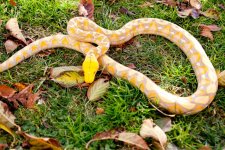 yellowcurled.jpg