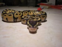 pastel 100 %het clown 055.jpg