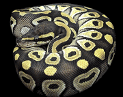 ball python.gif