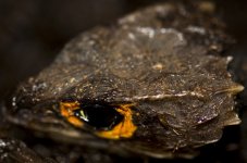Snake 16.jpg