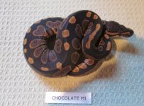 Chocolate M1.jpg