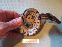 Chocolate M1 Belly.jpg