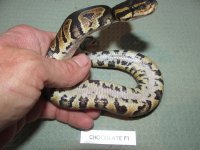 Chocolate F1 Belly.jpg