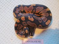 Chocolate M2.jpg