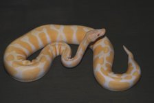 2010 male albino 2.jpg