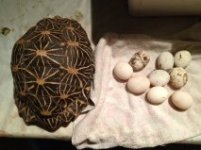 Big Mom Star tortoise .jpg