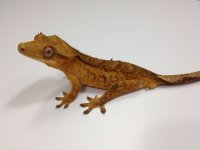 AE-TPM-3-12-12-17g $125 PIC 2.jpg AE-TPM-3-12-12-17g $125 PIC 2.jpg