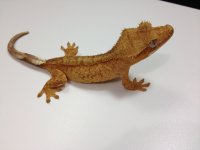 AE-TPM-2-12-7-16g F $125 PIC 2.jpg AE-TPM-2-12-7-16g F $125 PIC 2.jpg