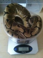 f.spider1.jpg