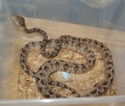 male amazon treeboa proven breeder.jpg