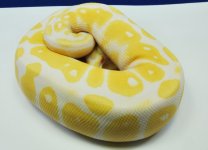 Albino.jpg