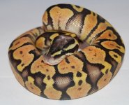 Superpastel2011.jpg