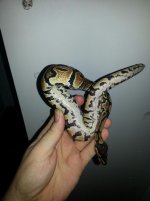 Yellowbelly #2.jpg